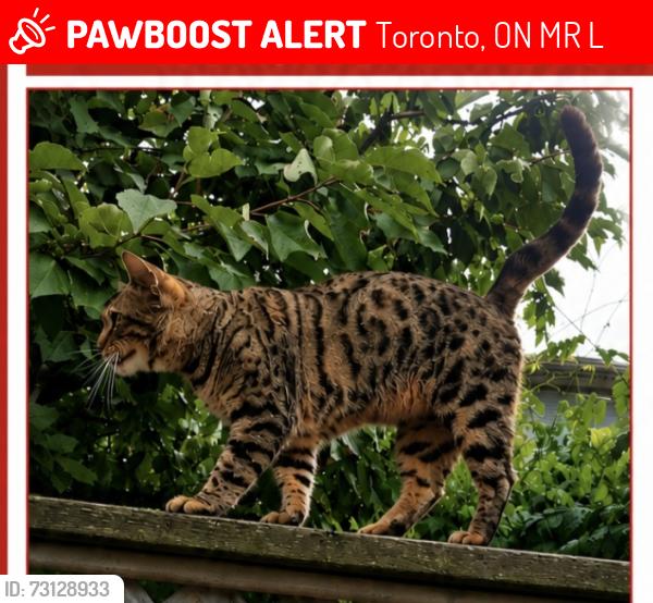 Lost Female Cat last seen Martingrove and Eglinton, Toronto, ON M9R 2L3