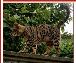 Lost Female Cat last seen Martingrove and Eglinton, Toronto, ON M9R 2L3