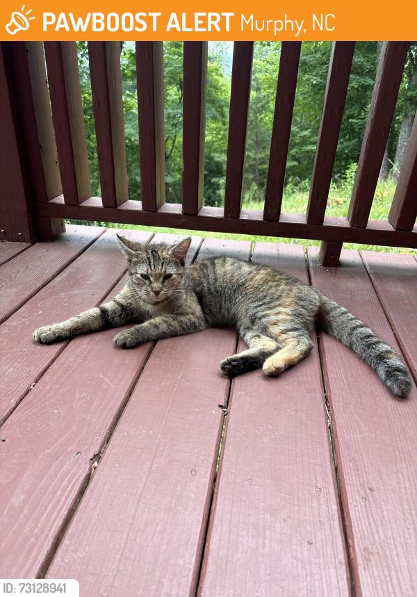 Found/Stray Female Cat last seen Tsali trail & Cherokee mountain trail, Murphy, NC 28906
