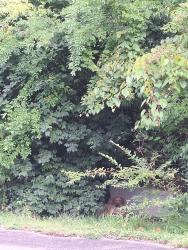 Lost Unknown Dog last seen Town park dr, Nashville, TN 37217