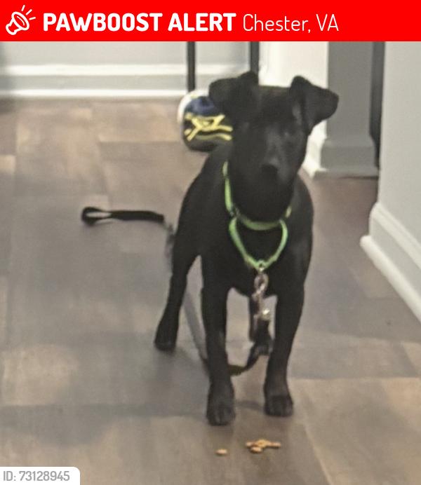 Lost Male Dog last seen Chester s , Chester, VA 23831