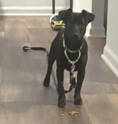 Lost Male Dog last seen Chester s , Chester, VA 23831