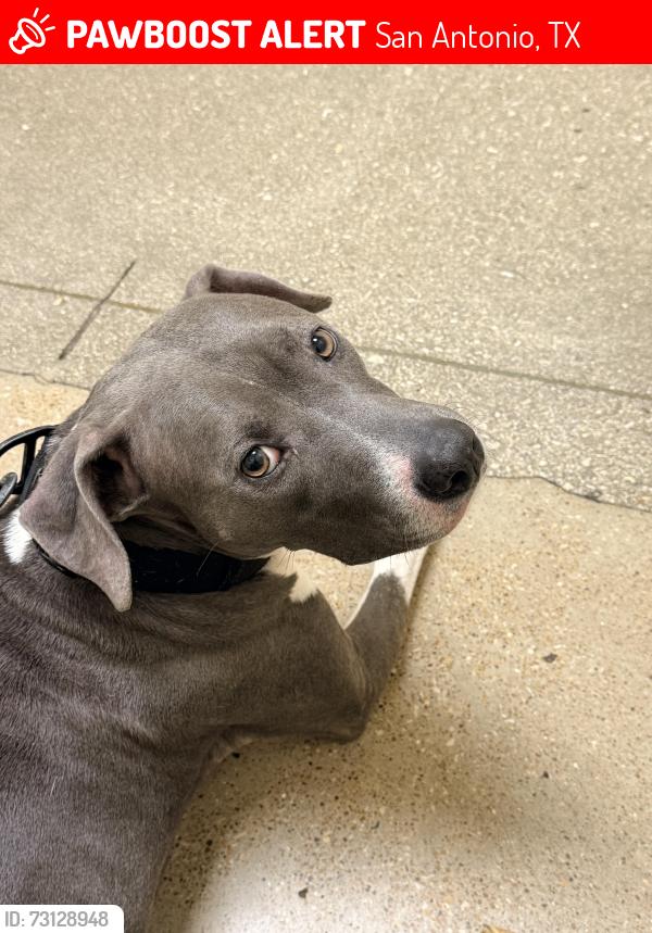 Lost Female Dog last seen Scarsdale, San Antonio, TX 78217