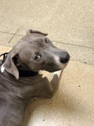 Lost Female Dog last seen Scarsdale, San Antonio, TX 78217