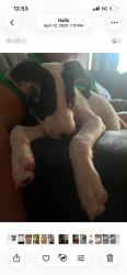 Reunited Male Dog last seen Pleasant hills on chapmen hwy crossing the road by the shells, Knoxville, TN 37920
