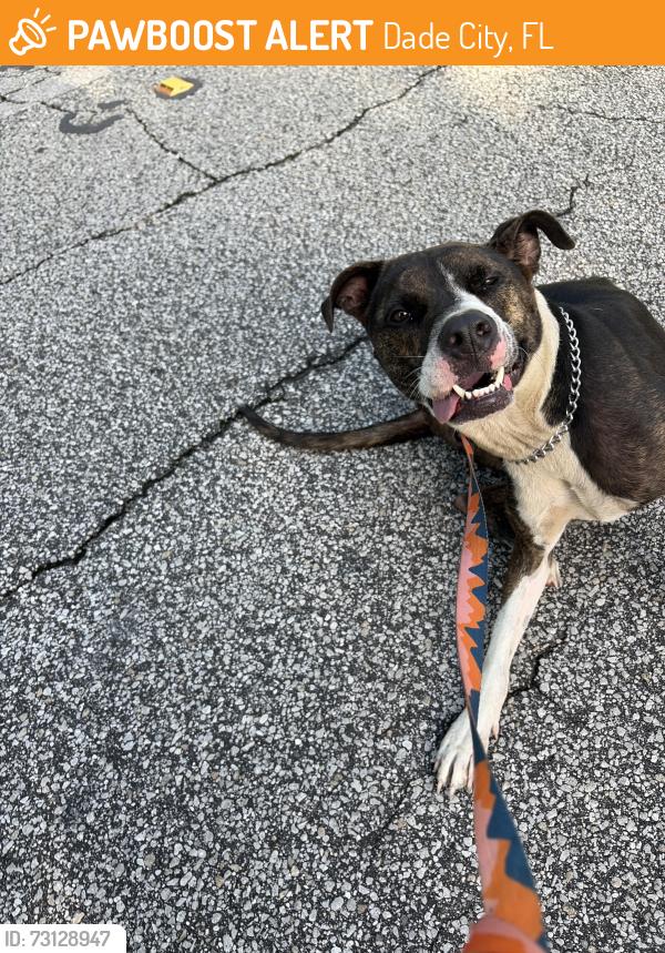 Found/Stray Female Dog last seen River Rd, Dade City, FL 33525