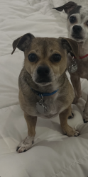 Lost Male Dog last seen Fischer drive and Hobbs Drive, White House, TN 37188