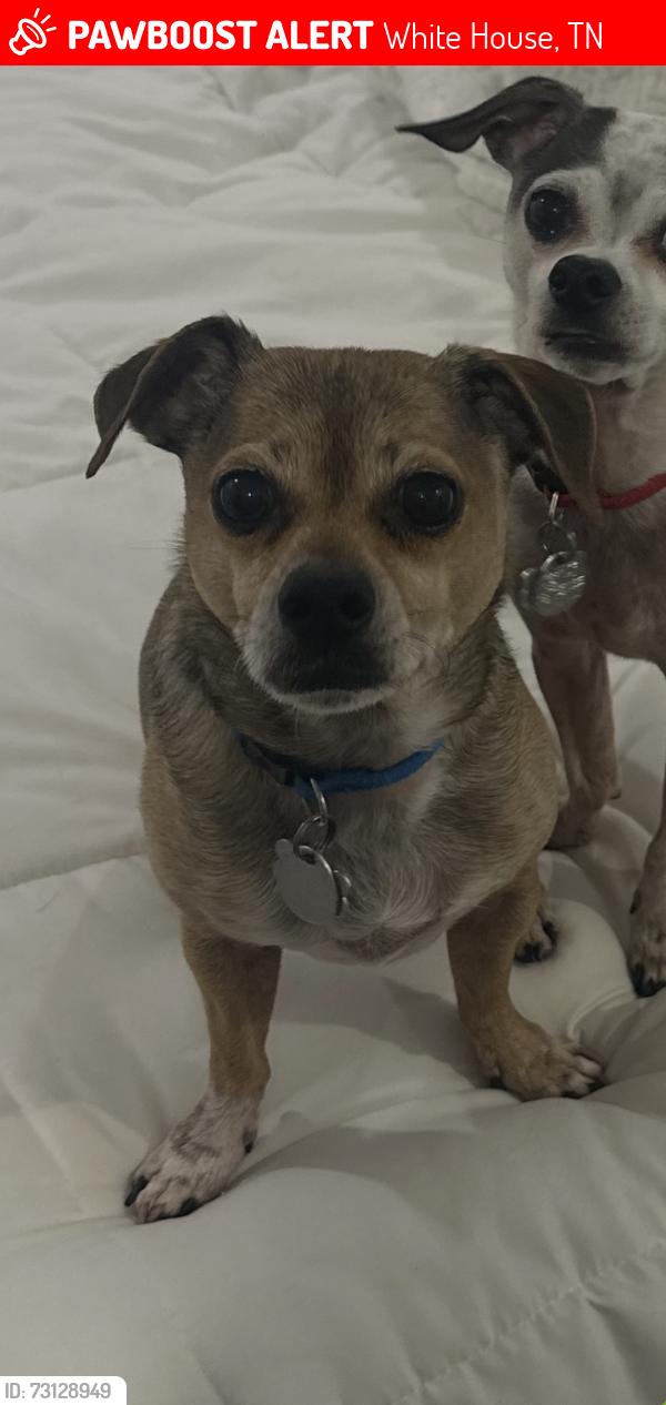 Lost Male Dog last seen Fischer drive and Hobbs Drive, White House, TN 37188
