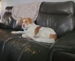 Reunited Male Dog last seen streets around 942 Delhi drive, Trenton, OH 45067