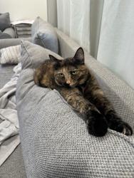 Reunited Female Cat last seen big one ice cream stand, Nashua, NH 03064