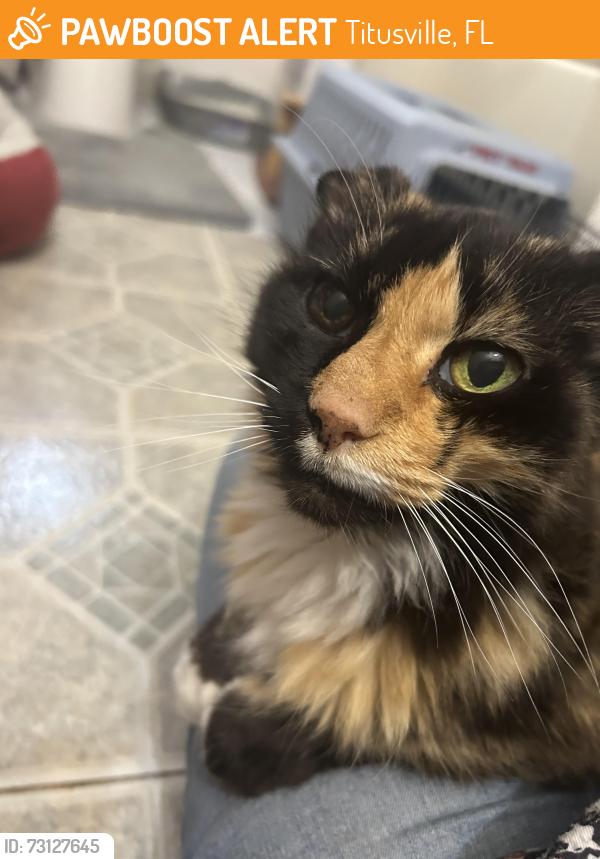 Found/Stray Female Cat last seen N Carpenter-south lake area, Titusville, FL 32780