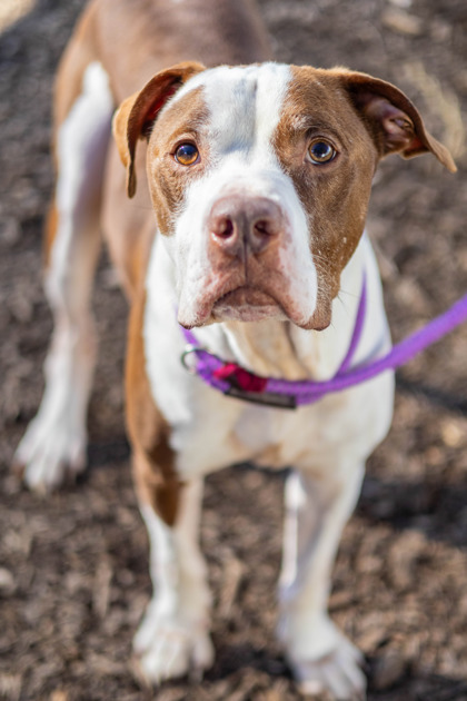 Shelter Stray Male Dog last seen , Other - Out of County, GA, 3280 Chamblee Dunwoody Rd, Chamblee, GA 30341, USA