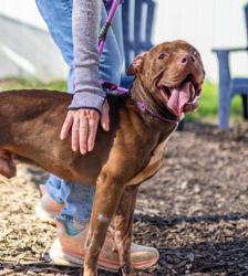 Shelter Stray Male Dog last seen Key Rd SE, Atlanta, GA 30316, 30316, GA, 3280 Chamblee Dunwoody Rd, Chamblee, GA 30341, USA