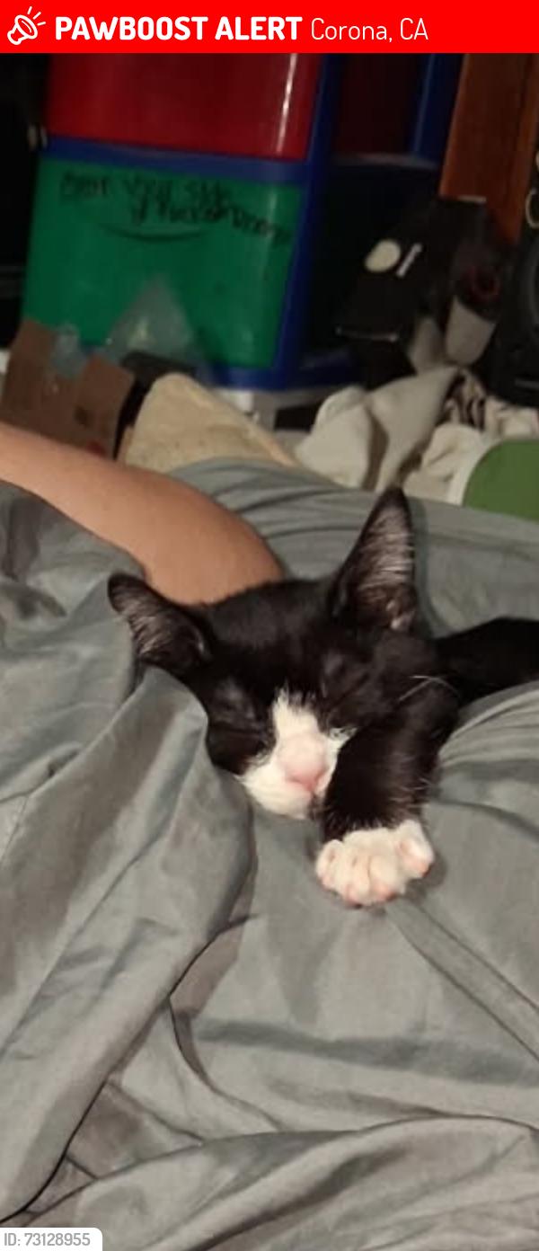 Lost Female Cat last seen Olive and Taylor corona ca, Corona, CA 92882