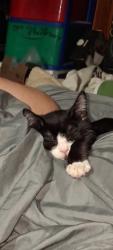 Lost Female Cat last seen Olive and Taylor corona ca, Corona, CA 92882