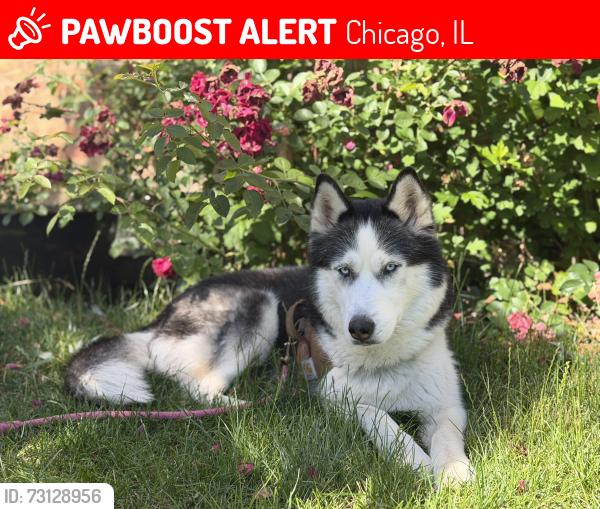 Lost Female Dog last seen 83th Street S. Kostner, Chicago, IL 60652