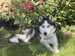 Lost Female Dog last seen 83th Street S. Kostner, Chicago, IL 60652