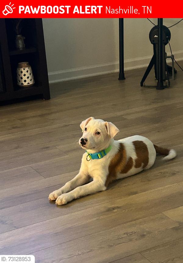 Lost Male Dog last seen Near cottage viuw lane antioch tn, Nashville, TN 37013