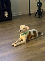 Lost Male Dog last seen Near cottage viuw lane antioch tn, Nashville, TN 37013