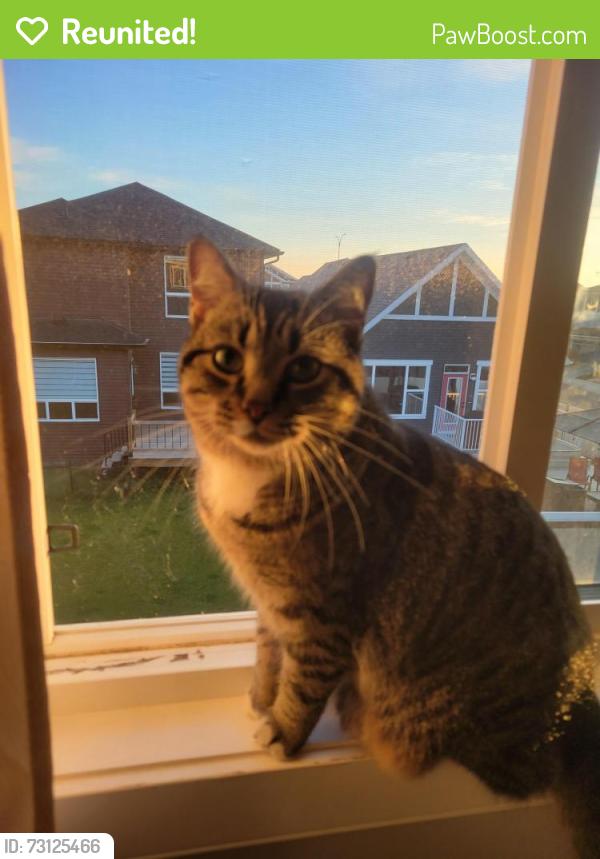 Reunited Male Cat last seen Creekside Ave, Calgary, AB T2X 4B1
