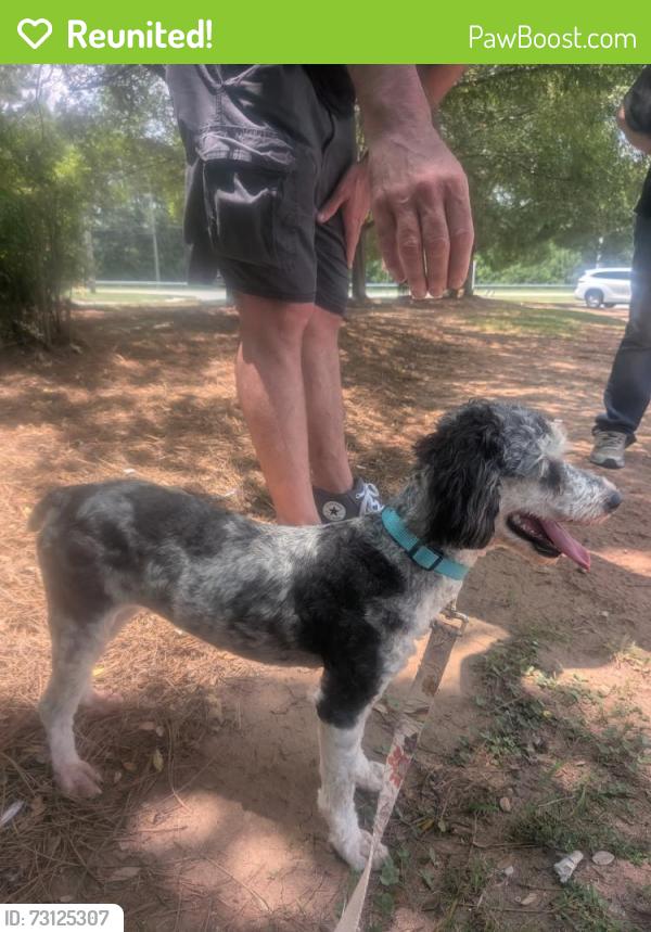 Reunited Female Dog last seen Icon Avondale apmts, Mountain Drive, Decatur, GA 30032