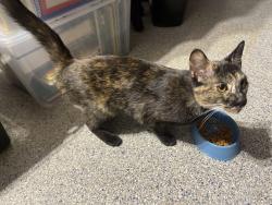 Found/Stray Female Cat last seen Kipling Way Westminster, Westminster, CO 80021