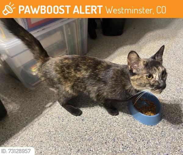 Found/Stray Female Cat last seen Kipling Way Westminster, Westminster, CO 80021