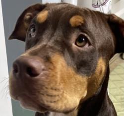 Reunited Unknown Dog last seen Harrison and St. Ferdinand, Florissant, MO 63031
