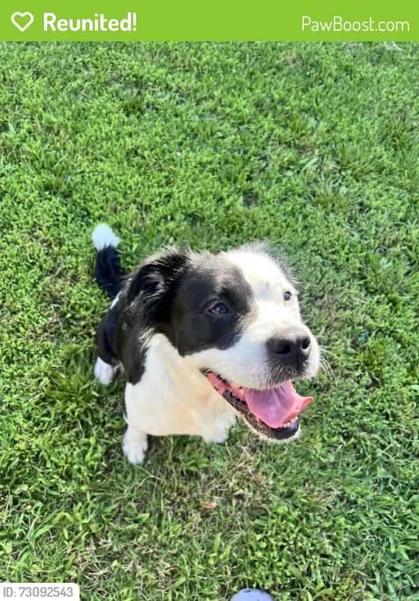 Reunited Female Dog last seen Alta Mira dr & Trimmier, Killeen, TX 76541