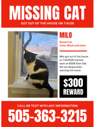 Lost Male Cat last seen Glen Oak, Albuquerque, NM 87111