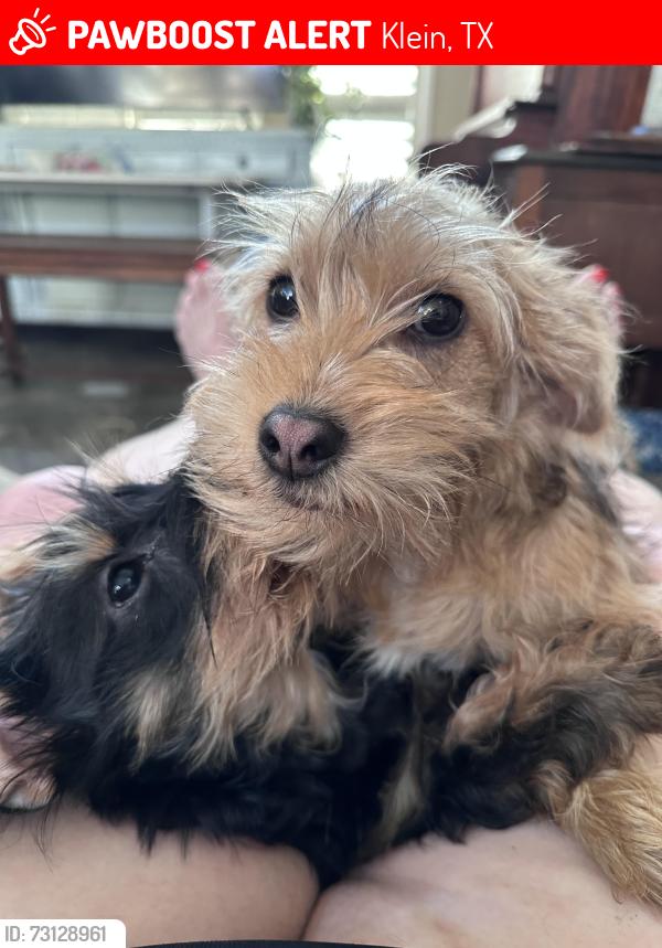 Lost Male Dog last seen Louetta and Kuykendahl, Klein, TX 77379