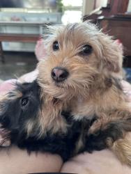 Lost Male Dog last seen Louetta and Kuykendahl, Klein, TX 77379