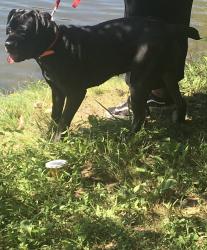 Reunited Female Dog last seen Bellefontaine Rd, Spanish Lake, MO 63138
