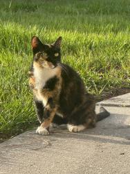 Found/Stray Female Cat last seen Azure rd, Alligator, South Venice, FL 34293