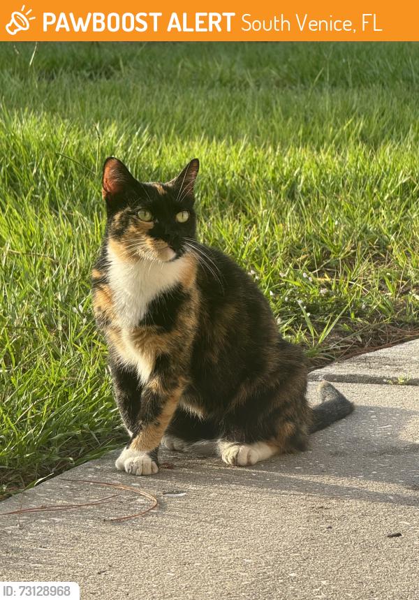 Found/Stray Female Cat last seen Azure rd, Alligator, South Venice, FL 34293