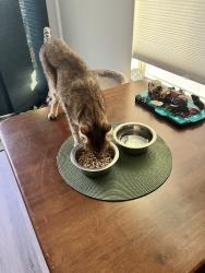Reunited Female Cat last seen 6th and Begonia, Atlantic Beach, FL 32233
