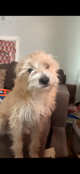 Lost Male Dog last seen Brush hollow westbury ny 11590, Westbury, NY 11590