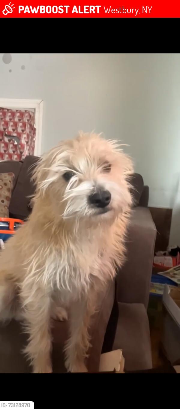Lost Male Dog last seen Brush hollow westbury ny 11590, Westbury, NY 11590