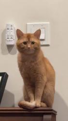 Reunited Male Cat last seen Rockcrest Road and Tarvin Road, McKinney, TX 75071