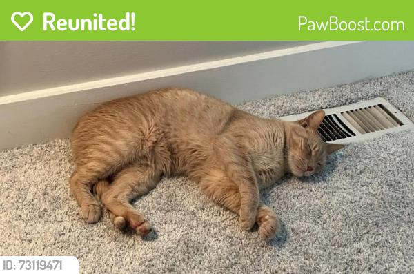 Reunited Male Cat last seen Lido/Harvey Lake rd, Highland Township, MI 48356
