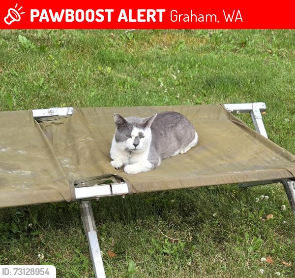 Lost Male Cat last seen 252nd st e and 50th, Graham, WA 98338