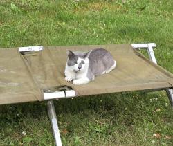 Lost Male Cat last seen 252nd st e and 50th, Graham, WA 98338