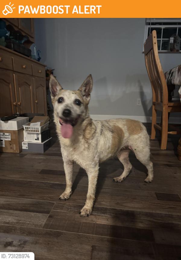 Found/Stray Female Dog last seen Shinbone and silver city rd, Hamblen County, TN 37860