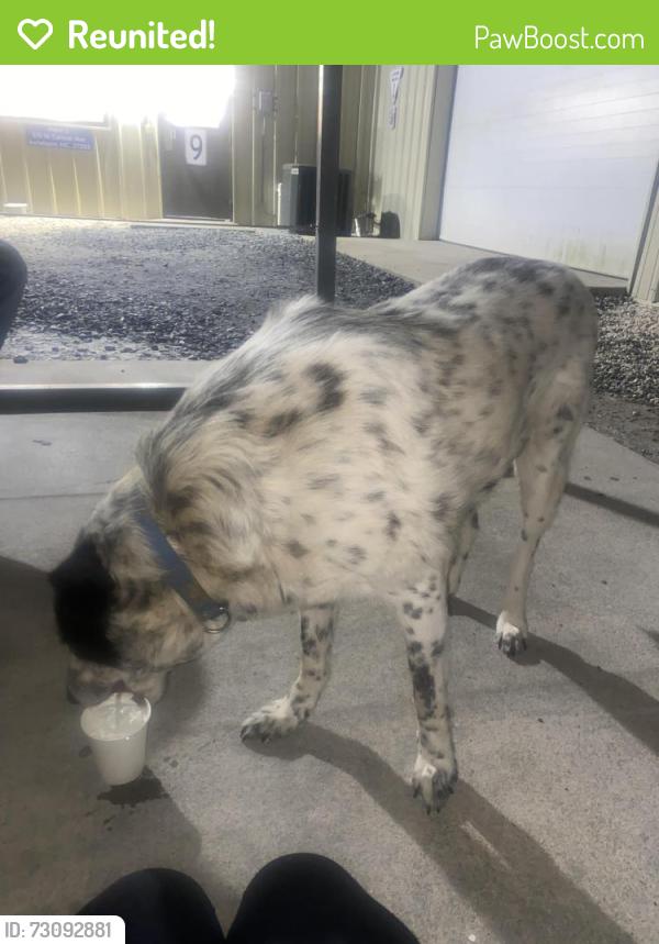 Reunited Unknown Dog last seen Technimark plant 2, Asheboro, NC 27203