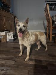 Found/Stray Female Dog last seen Shinbone and silver city rd, Hamblen County, TN 37860