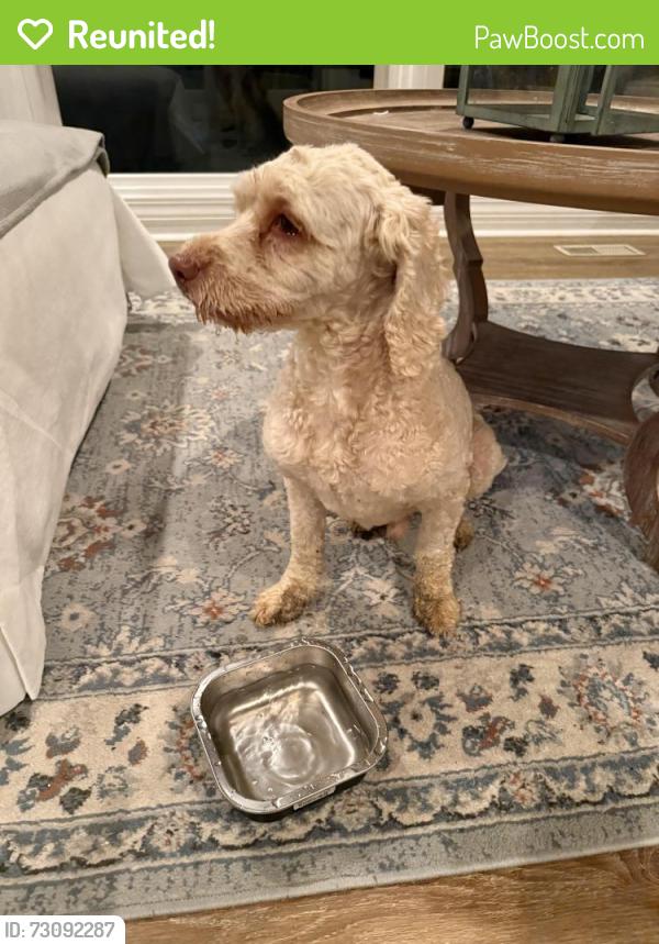 Reunited Male Dog last seen Woodlark and bridgewater, Clemmons, NC 27012