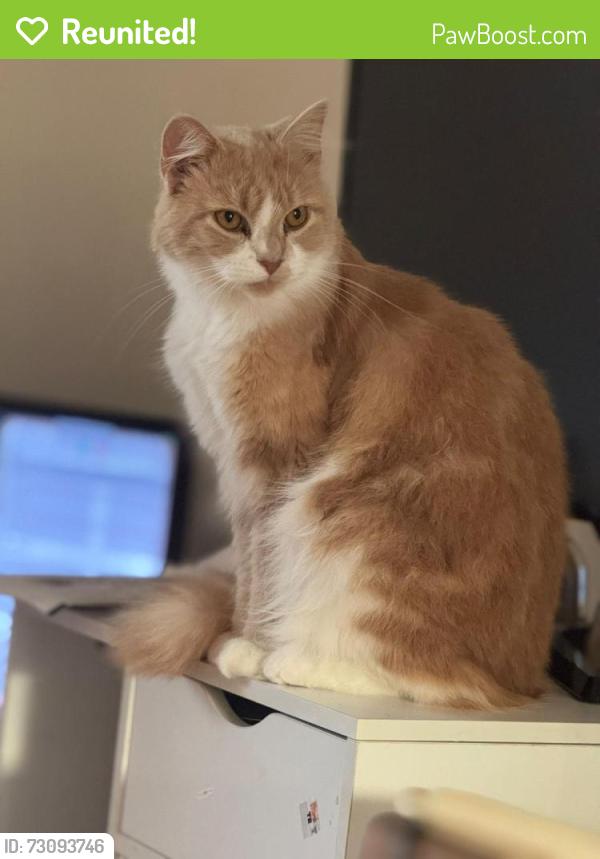 Reunited Female Cat last seen Love lane, Lincolnshire, England 