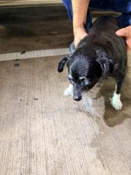 Found/Stray Female Dog last seen Harry Hines, Dallas, TX 75235