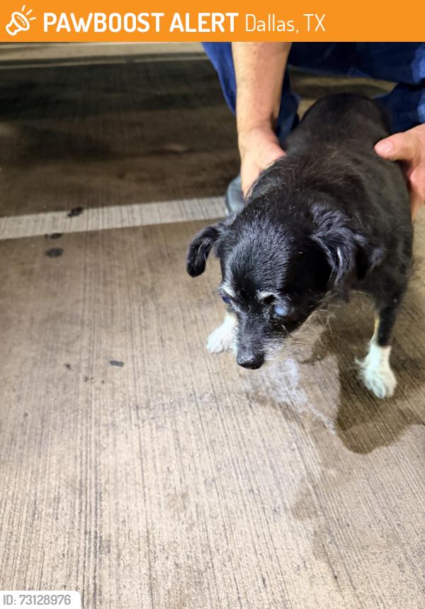 Found/Stray Female Dog last seen Harry Hines, Dallas, TX 75235