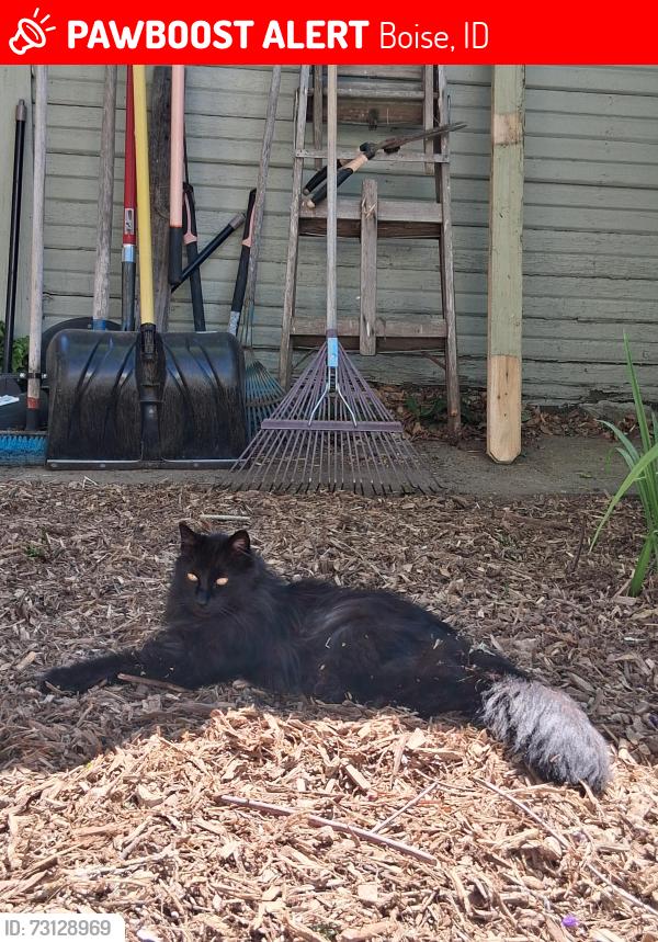 Lost Male Cat last seen Sherman and Alturas; 10th Street, Boise, ID 83702
